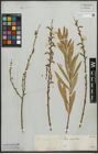 Foto von Salix purpurea L.